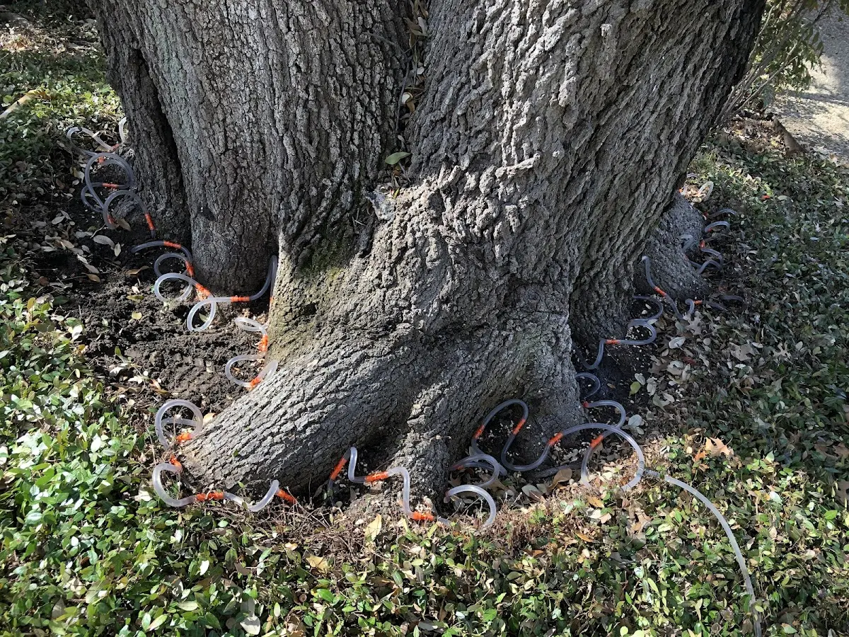 Detailed Shrub and Hedge Trimming job site in Bastrop
