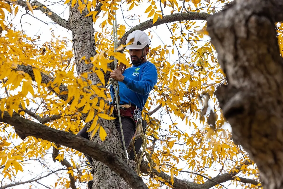Skilled Storm Damage Cleanup crew working in Bastrop
